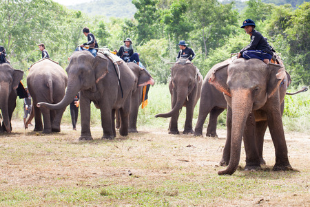 HUA HIN, THAILAND - AUGUST 28: Unidentified mahouts anf elephants.  Elephant polo games during the 2013 King 's Cup Elephant Polo match on August 28, 2013 at Suriyothai Camp in Hua Hin, Thailand.のeditorial素材