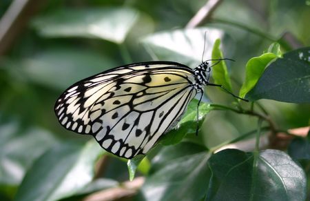 Butterfly with wings closedの写真素材