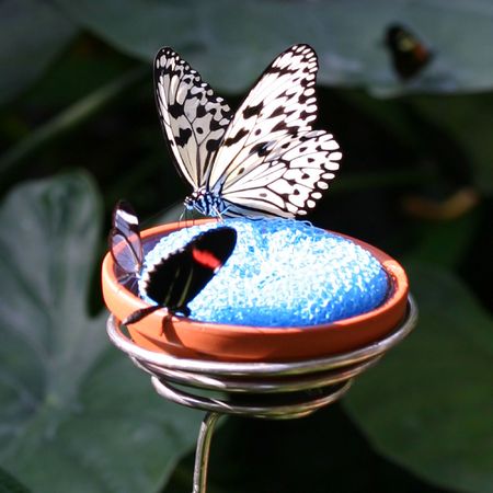 Amazing butterfly with wings closedの写真素材