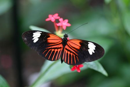 Amazing butterfly with wings openの写真素材