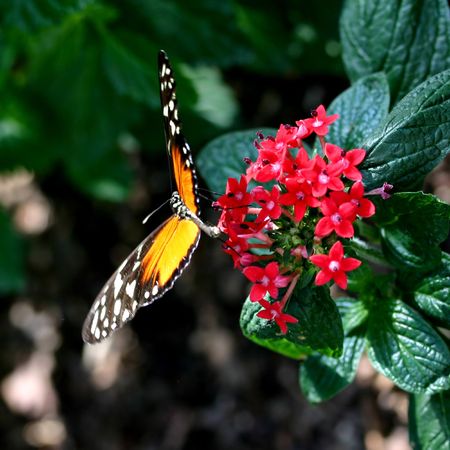 Amazing butterfly with wings openの写真素材