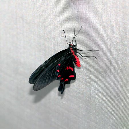 Beautiful butterflyの写真素材