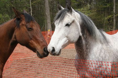 Two horses rubbing nosesの写真素材