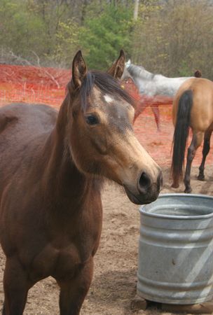 Horse in fieldの写真素材