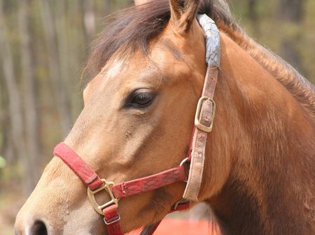 Close up of horse headの写真素材
