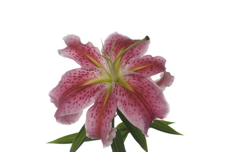 Close up of Beautiful Pink Lilyの写真素材