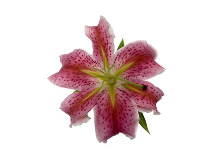 Close up of Beautiful Pink Lilyの写真素材