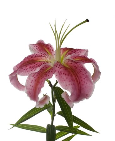 Close up of Beautiful Pink Lilyの写真素材