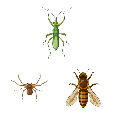 Vector illustration of insect and fly symbol. Set of insect and element stock symbol for web.のイラスト素材