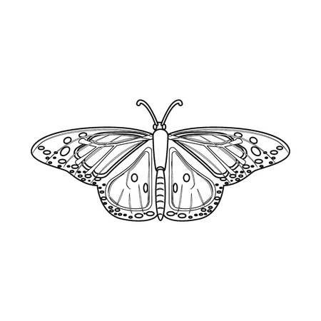 Vector design of insect and fly logo. Collection of insect and element vector icon for stock.のイラスト素材