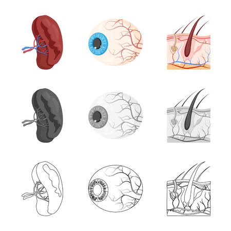 Vector design of body and human icon. Set of body and medical vector icon for stock.のイラスト素材