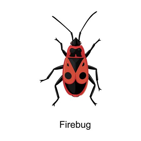 Insect firefly vector icon.Cartoon vector icon isolated on white background insect firefly .のイラスト素材