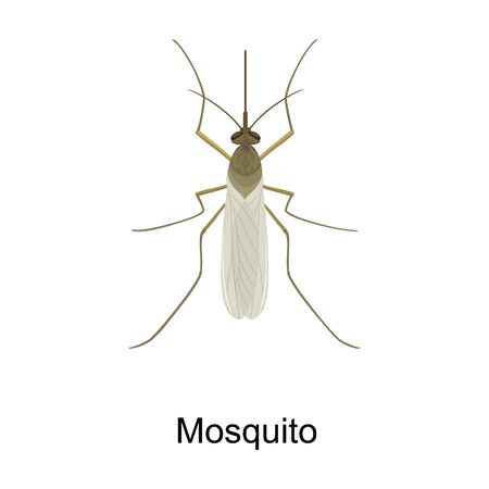 Mosquito vector icon.Cartoon vector icon isolated on white background mosquito.のイラスト素材