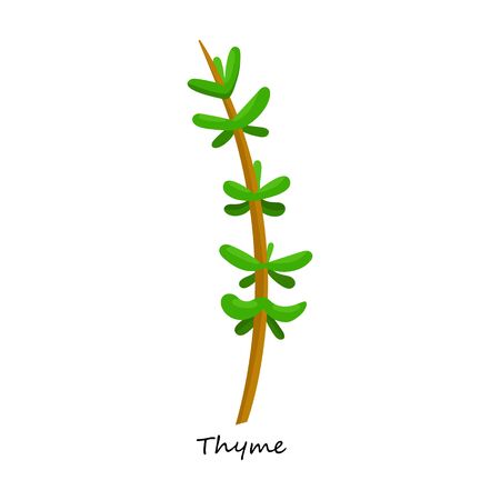 Thyme vector icon.Cartoon vector icon isolated on white background thyme.のイラスト素材