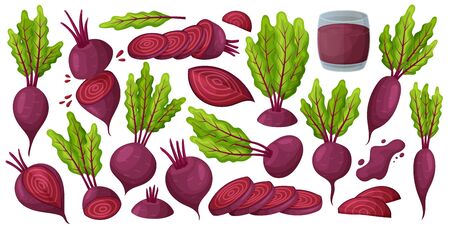 Vegetable of beet vector cartoon set icon. Vector illustration beetroot root on white background .Isolated cartoon set icons food of beet.のイラスト素材