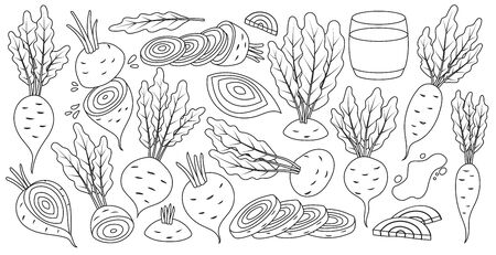 Vegetable of beet vector line set icon. Vector illustration beetroot root on white background .Isolated line set icon food of beet.のイラスト素材