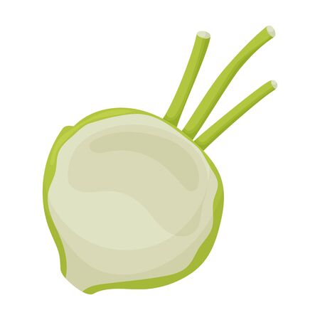 Cabbage of kohlrabi vector icon.Cartoon vector icon isolated on white background cabbage of kohlrabi .のイラスト素材