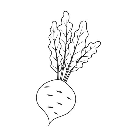 Beetroot vector icon.Line vector icon isolated on white background beetroot .のイラスト素材