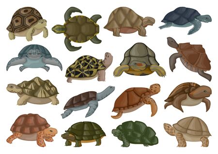 Sea turtle vector illustration on white background .Tortoise of animal vector cartoon set icon. Isolated cartoon set icons sea turtle .のイラスト素材