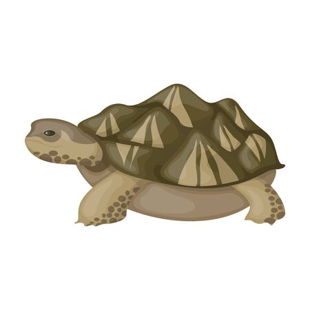 Sea turtle vector icon.Cartoon vector icon isolated on white background sea turtle.のイラスト素材