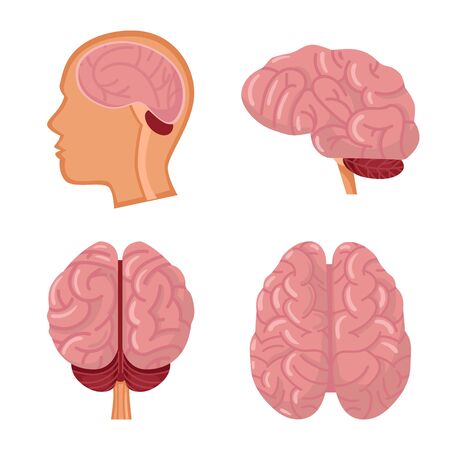 Vector illustration of organ and medical sign. Set of organ and science vector icon for stock.のイラスト素材