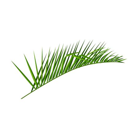 Coconut leaf vector icon.Cartoon vector  isolated on white background coconut leaf.のイラスト素材