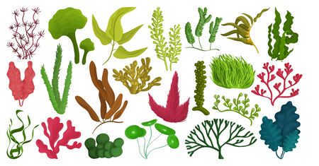 Seaweed isolated cartoon set icon. Vector cartoon set icons marine algae. Vector illustration...