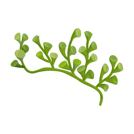 Seaweed vector icon.Cartoon vector icon isolated on white background seaweed.のイラスト素材