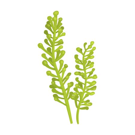 Seaweed vector icon.Cartoon vector icon isolated on white background seaweed.のイラスト素材