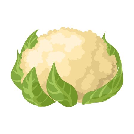 Cauliflower vector icon.Cartoon vector icon isolated on white background cauliflower.のイラスト素材