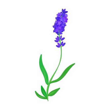 Lavender vector icon.Cartoon vector icon isolated on white background lavender.のイラスト素材