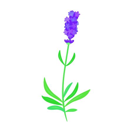 Lavender vector icon.Cartoon vector icon isolated on white background lavender.のイラスト素材