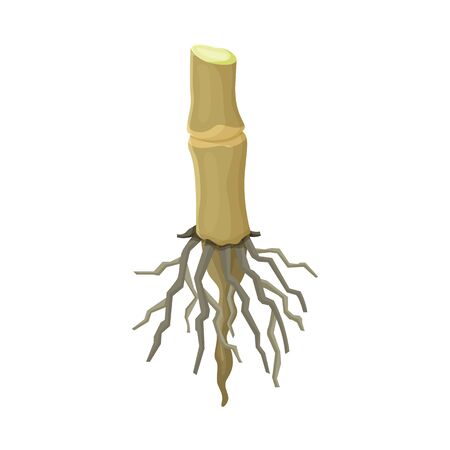 Vector illustration of root and sugar logo. Web element of root and cane stock symbol for web.のイラスト素材