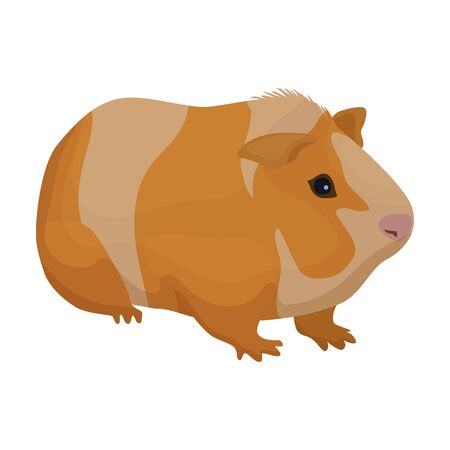 Cavy vector icon.Cartoon vector icon isolated on white background cavy.のイラスト素材