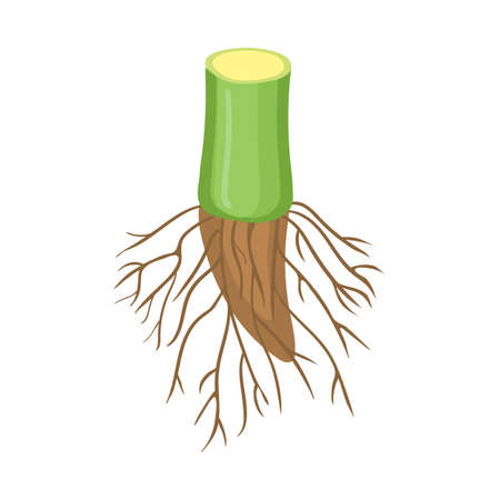 Isolated object of root and cane symbol. Graphic of root and sugar vector icon for stock.のイラスト素材
