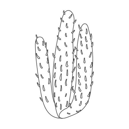 Cactus vector icon.Outline vector icon isolated on white background cactus .のイラスト素材