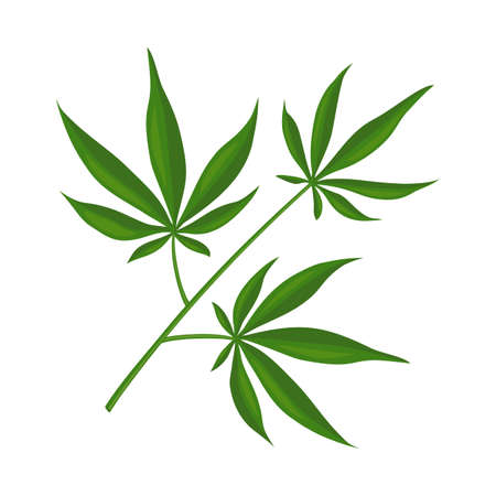 Vector design of marijuana and leaf symbol. Web element of marijuana and vegetation vector icon for stock.のイラスト素材