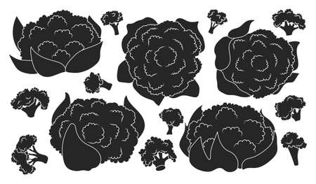 Cauliflower vector black set icon. Vector illustration cabbage on white background. Isolated black set icon cauliflower.のイラスト素材