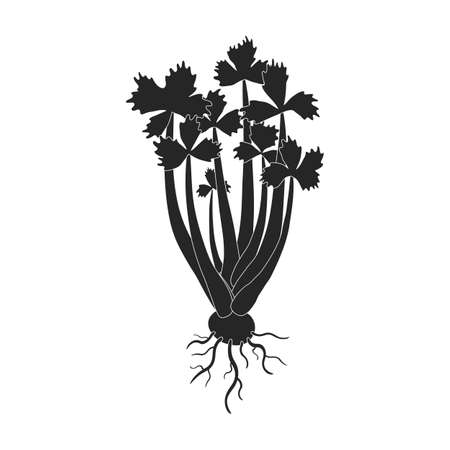 Sprout celery vector icon.Black vector icon isolated on white background piece celery.のイラスト素材