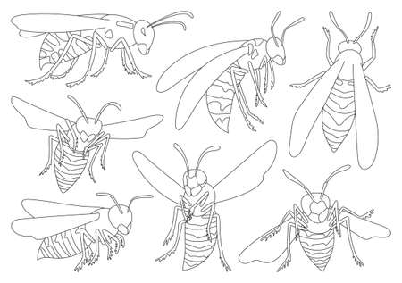 Wasp vector outline icon set . Collection vector illustration wasp on white background. Isolated outline icon set bee and hornet for web design.のイラスト素材