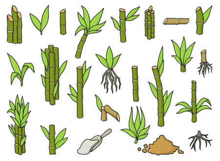 Sugar cane color vector illustration on white background.Sugarcane set icon.Vector illustration of sweet white sugar.Color cane leaf.Set icons of sugarcane plantation.のイラスト素材