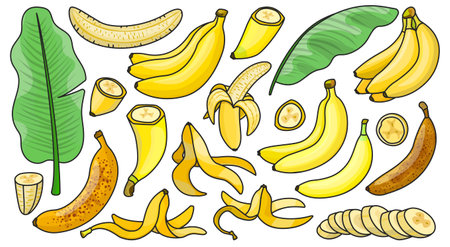 Banana isolated color set icon. Vector illustration tropical fruit on white background.color vector set banana icons.のイラスト素材