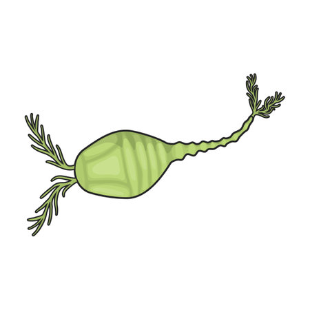 Plankton vector icon.Color vector logo isolated on white background plankton.のイラスト素材