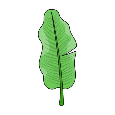 Leaf banana vector icon.Color vector logo isolated on white background leaf banana.のイラスト素材