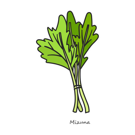 Mizuna vector icon. Color vector logo isolated on white background mizuna.のイラスト素材