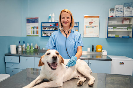 Veterinarian caring for a happy dog in a bright clinic environmentの写真素材