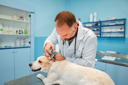 Caring veterinarian examines a loyal dog in a bright clinic
