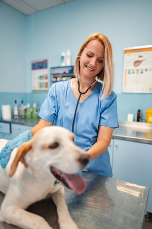 Caring veterinary professional examines cheerful dog at clinic