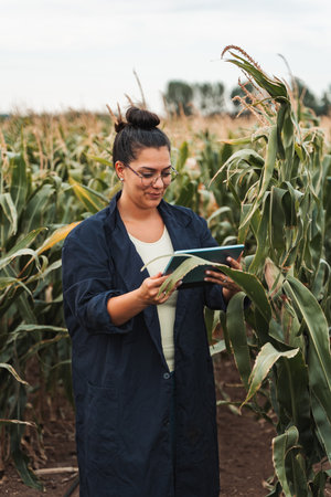 Agricultural researcher analyzing corn crops with digital tablet in cultivated fieldの写真素材