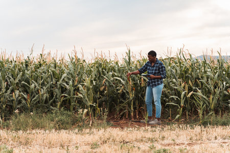 Farmer inspecting corn crops using digital tablet in cultivated farmland